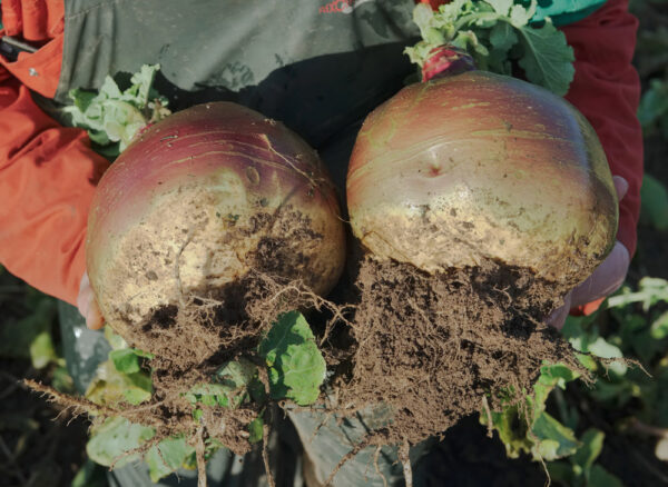 Lomond Swede