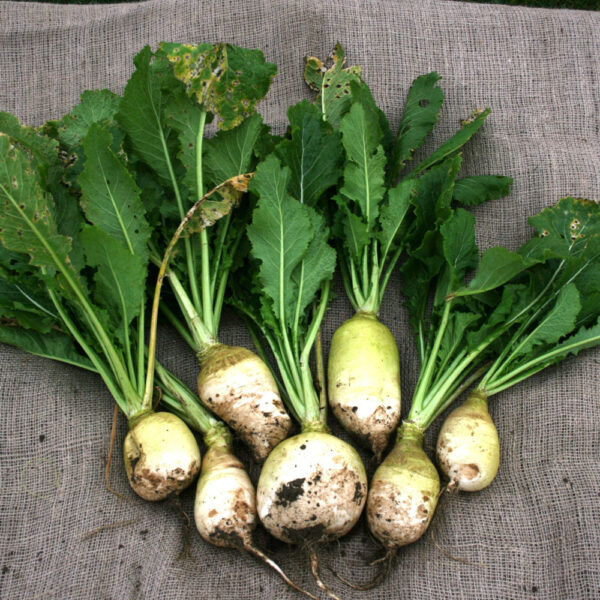 White Star Untreated (Natural)