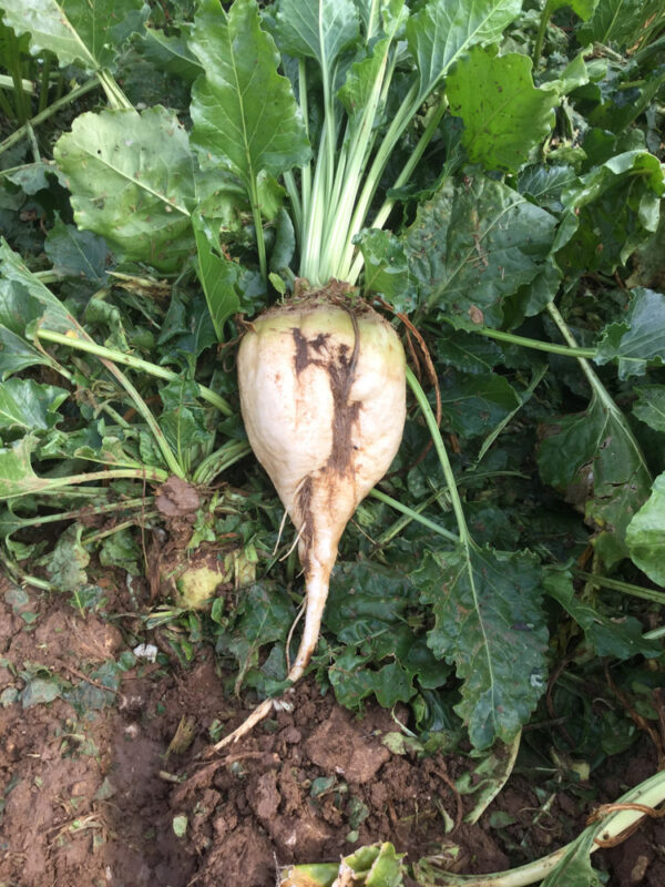 Brick Fodder Beet