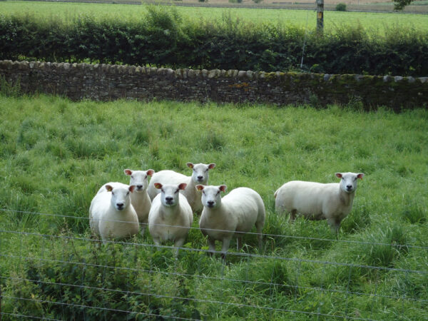 Organic 3-8 Years Dual Purpose Mix For Heavy Fertile Loams