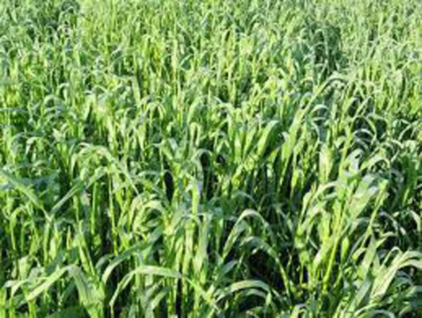 Forage Rye