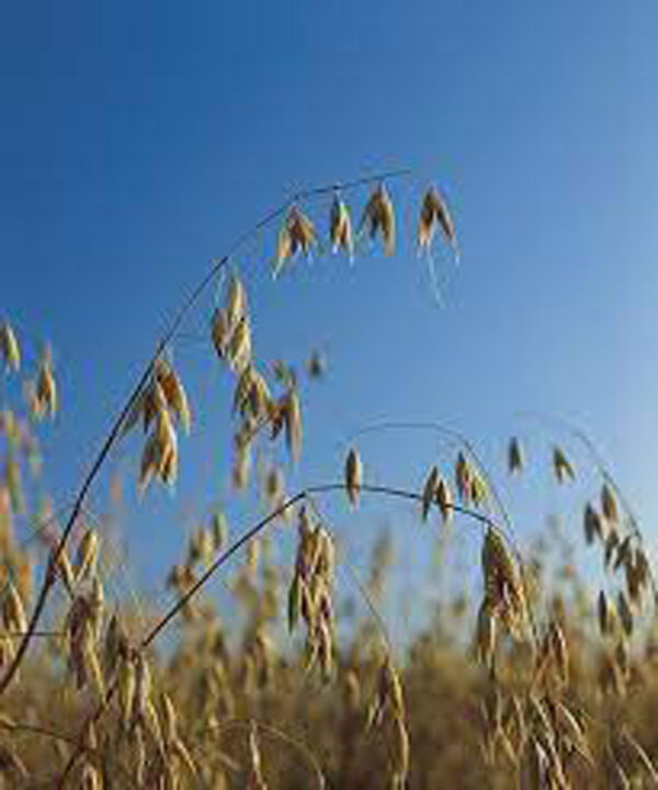 Oats