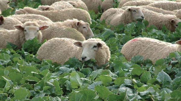 AECS Brassica Mix for Farmland Birds