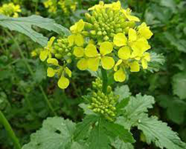 Yellow Mustard